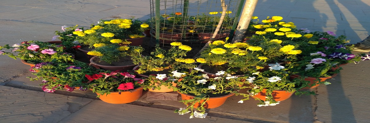 Flowers